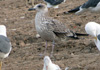 juvenile LBBG, ringed in the Netherlands.